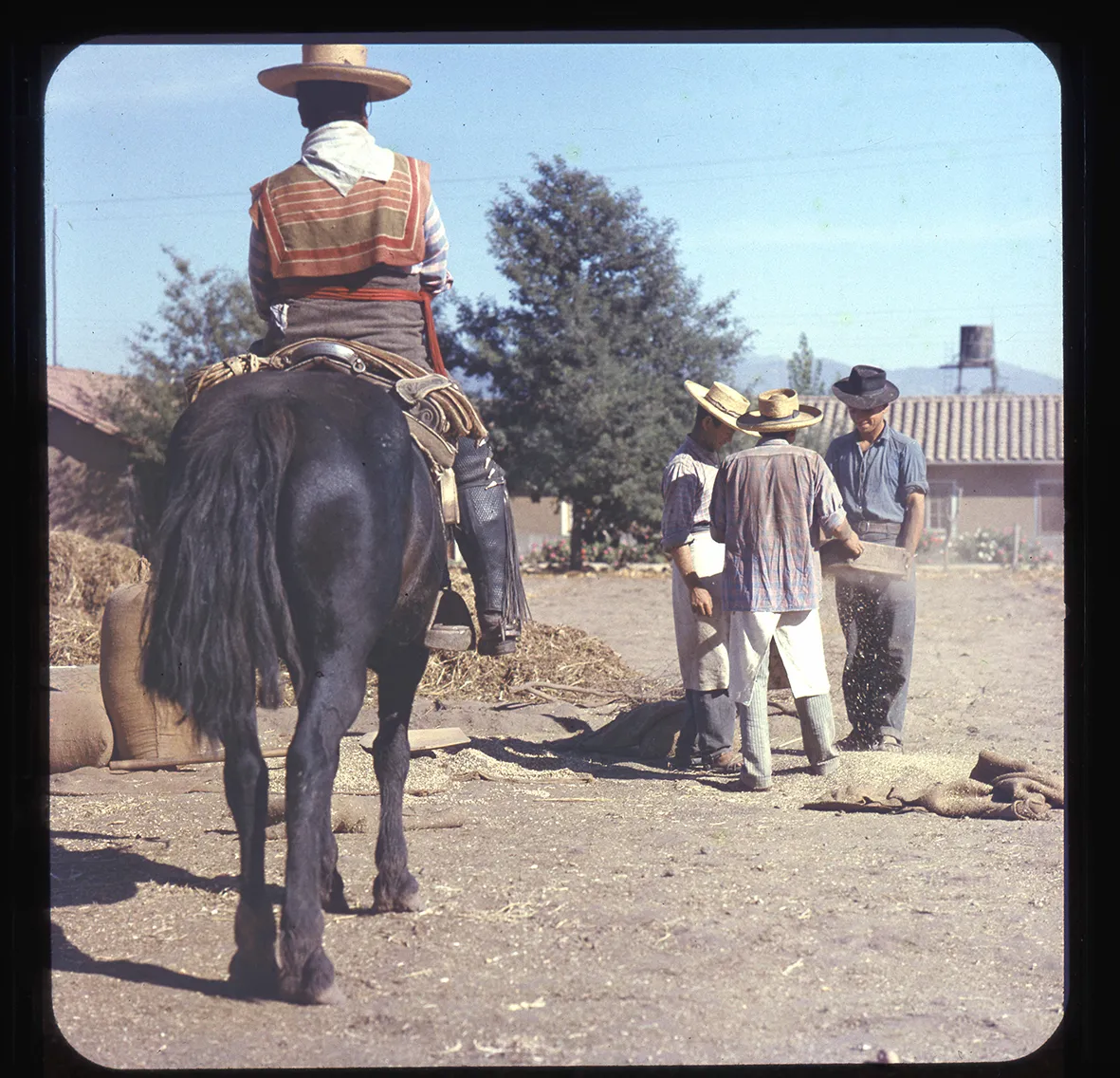 Limpia del trigo, Chile, 1950 - 1965