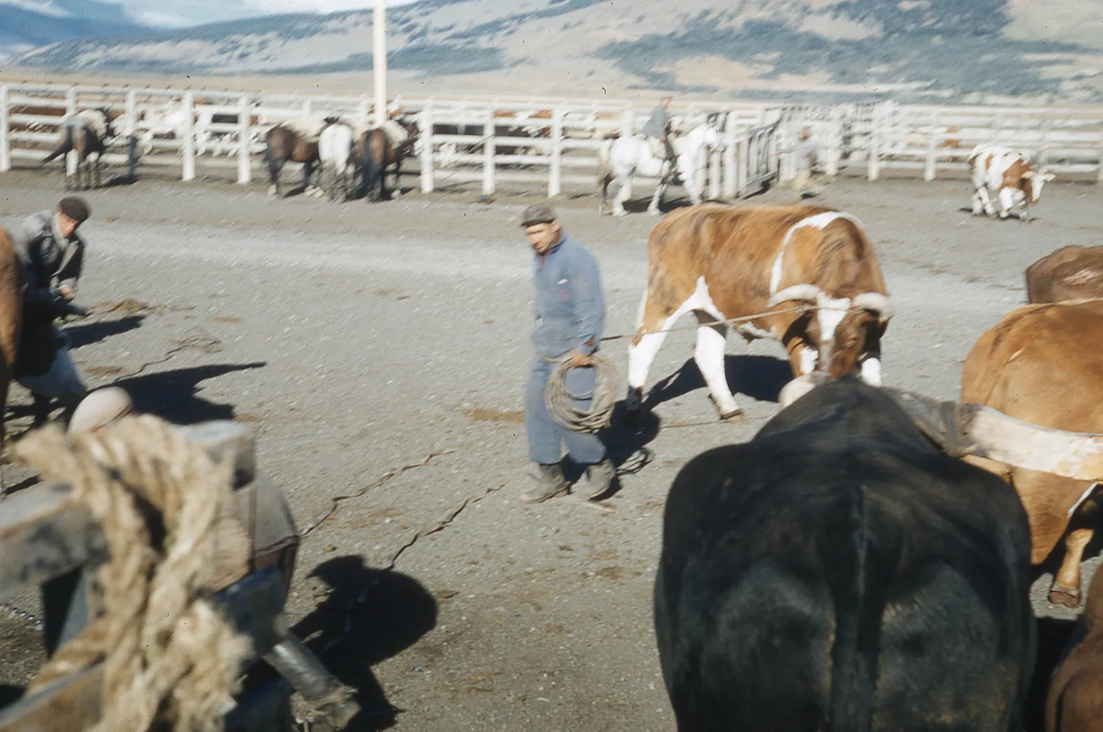 Arreo en Cerro Castillo 1962