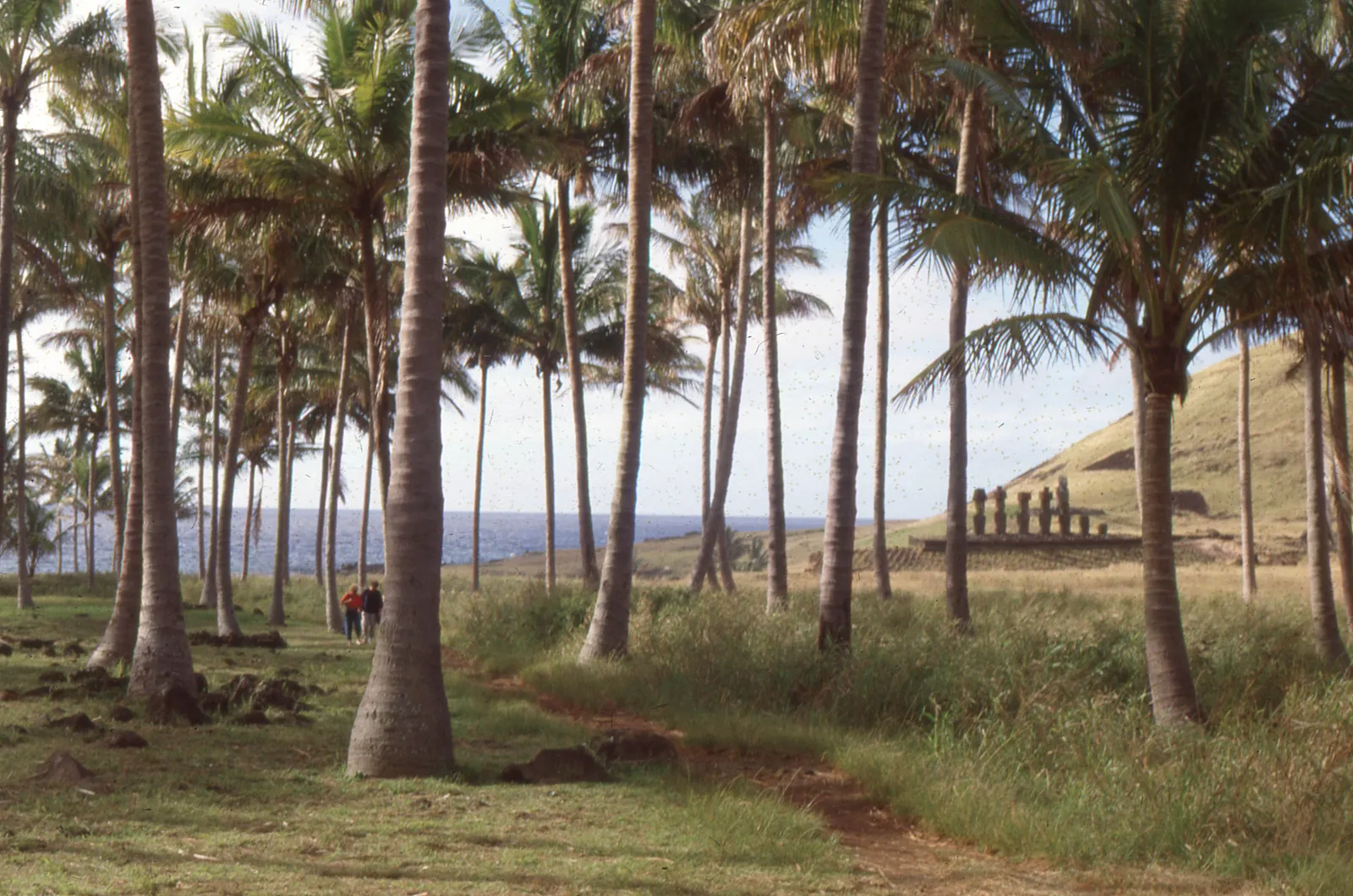 Palmeras de Hanga Rau, Anakena en 1978