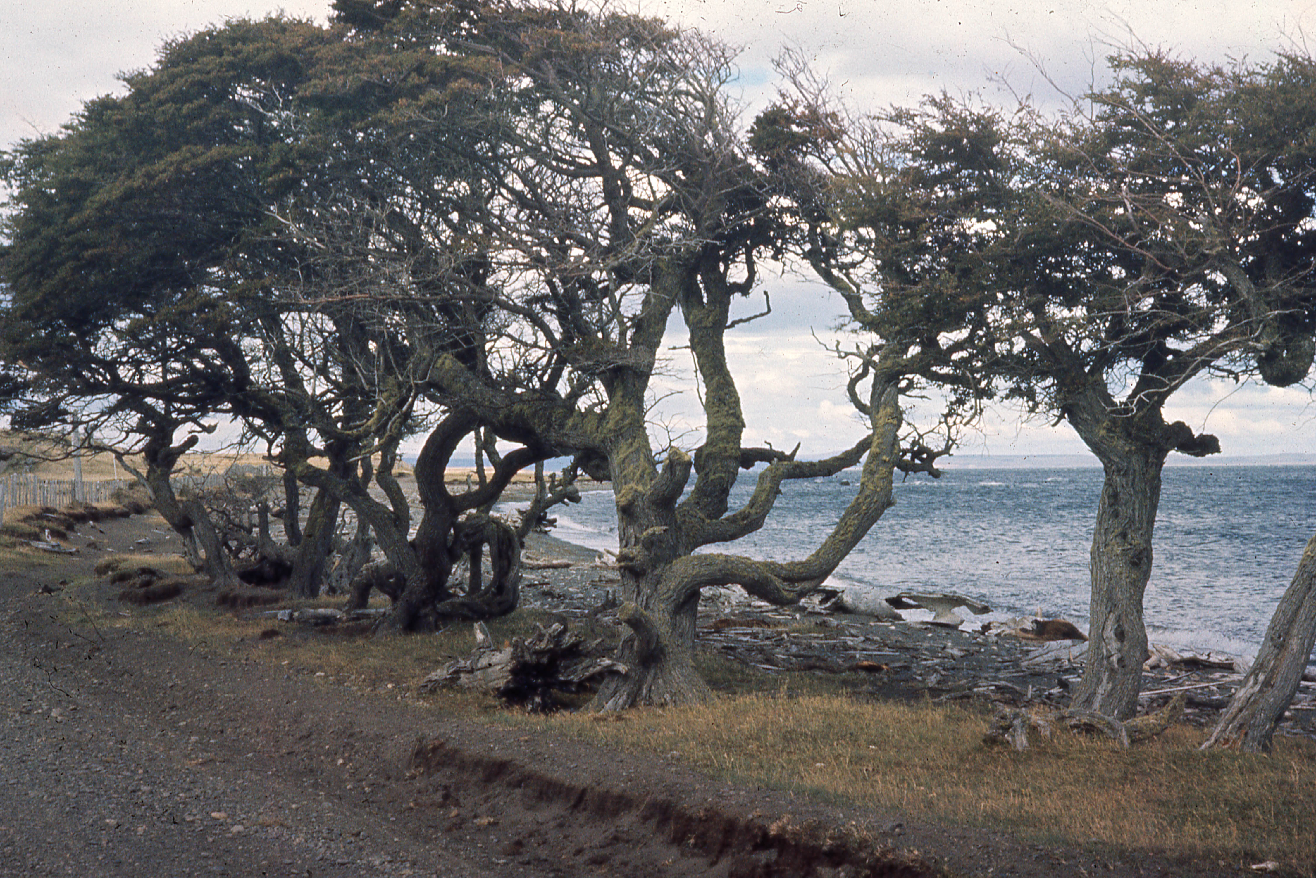 Arboles de Ñirre a orilla del Seno Skyring, 1962