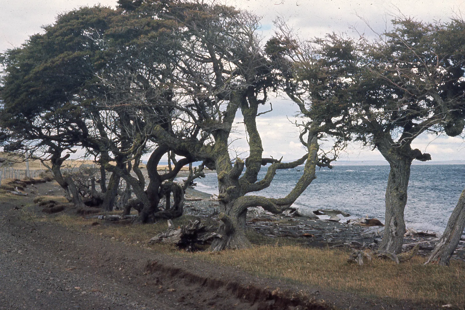 Arboles de Ñirre a orilla del Seno Skyring, 1962