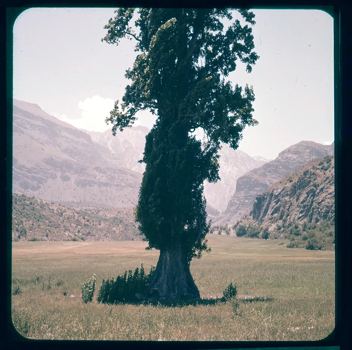 Árbol en El Alfalfal, San José de Maipo, Región Metropolitana, Chile, 1950 - 1965