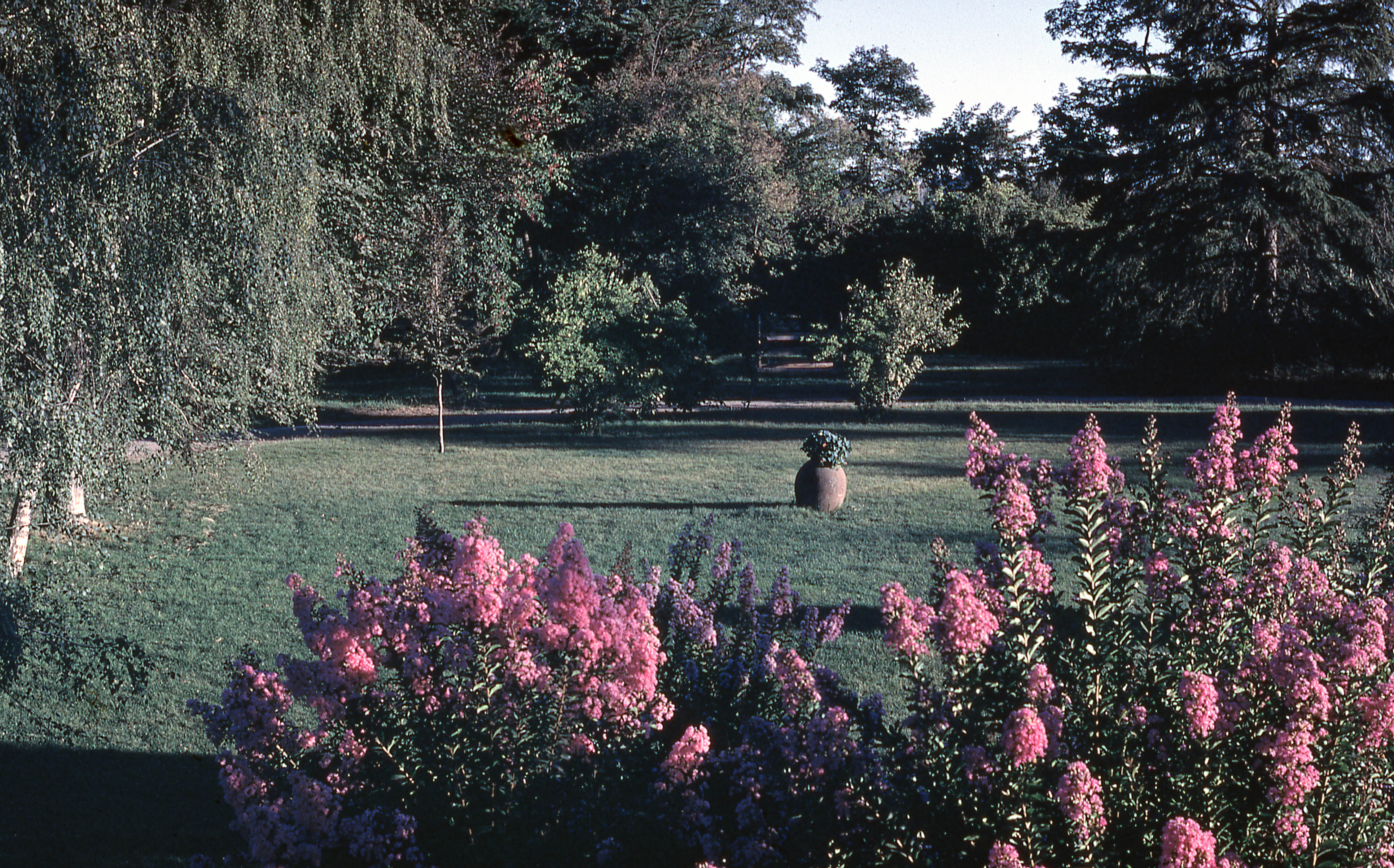 Vista del jardín de la casa familiar en San Marcos, 1976