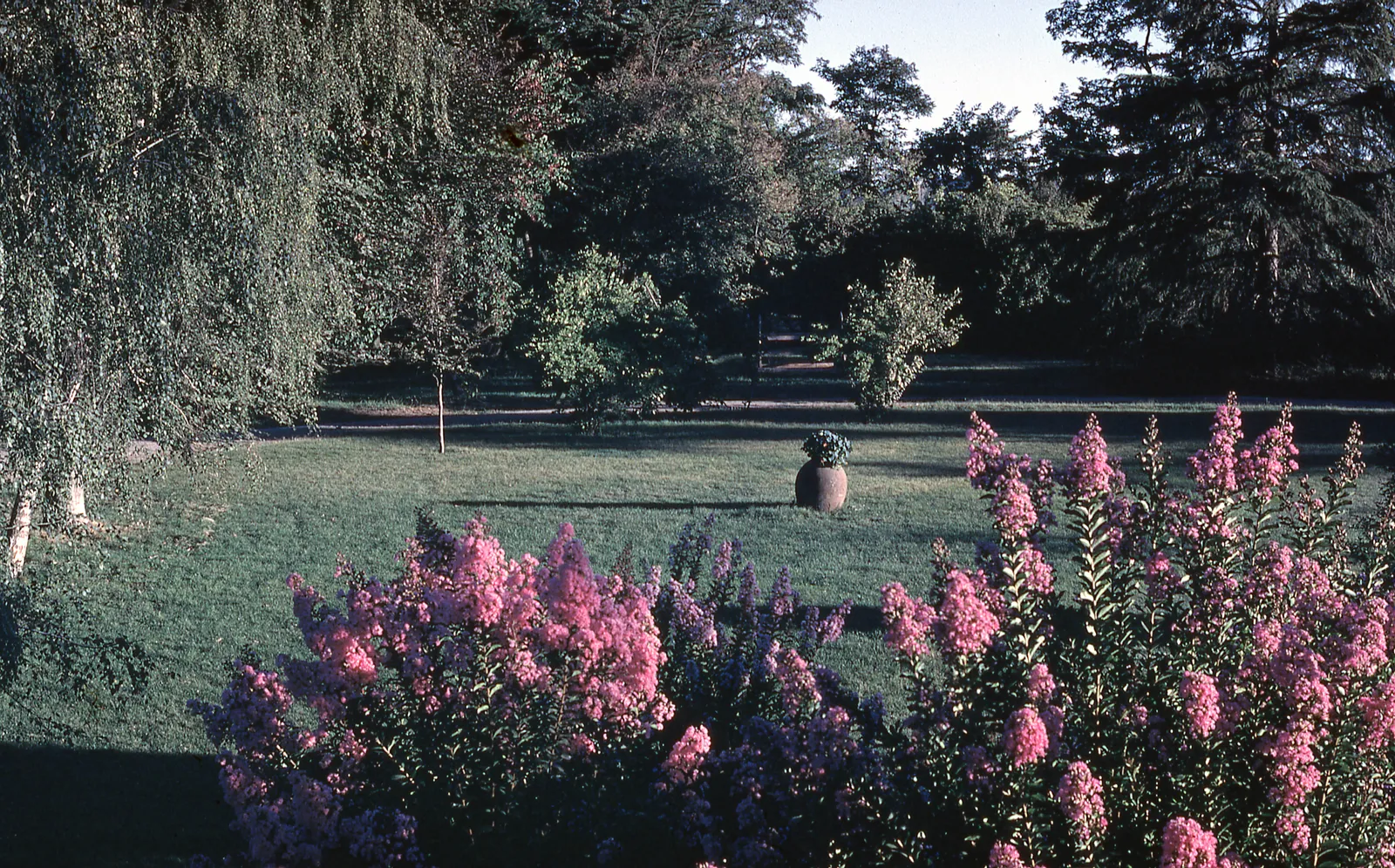 Vista del jardín de la casa familiar en San Marcos, 1976