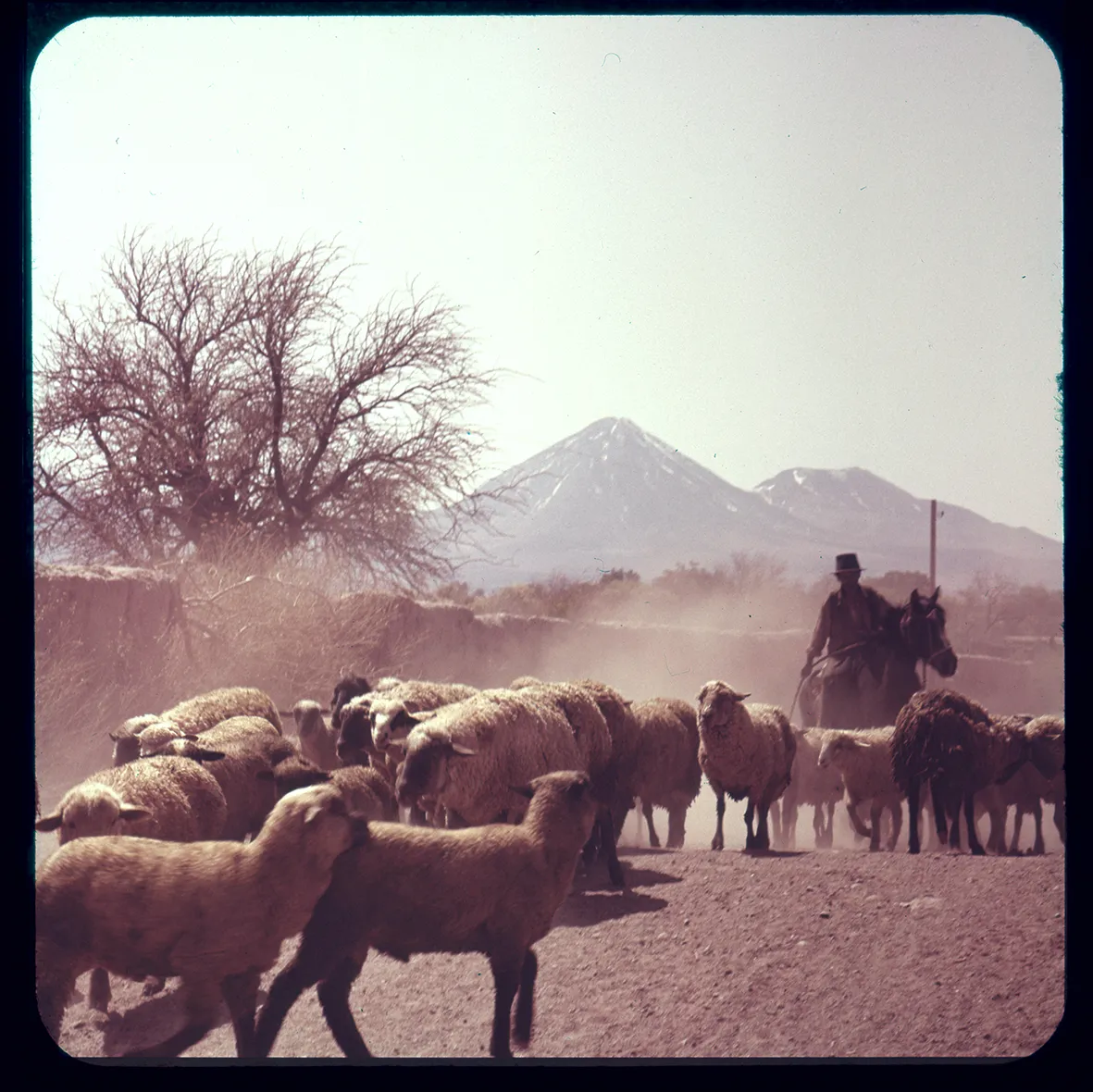 Arriero moviendo ovejas, San Pedro de Atacama, Región de Atacama, Chile, 1950 - 1965