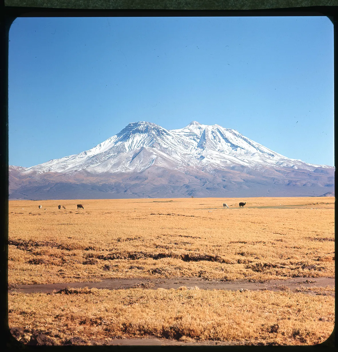 Volcanes Licanbur y Juriques nevados con camélidos pastando, Región de Atacama, Chile, 1950 - 1965