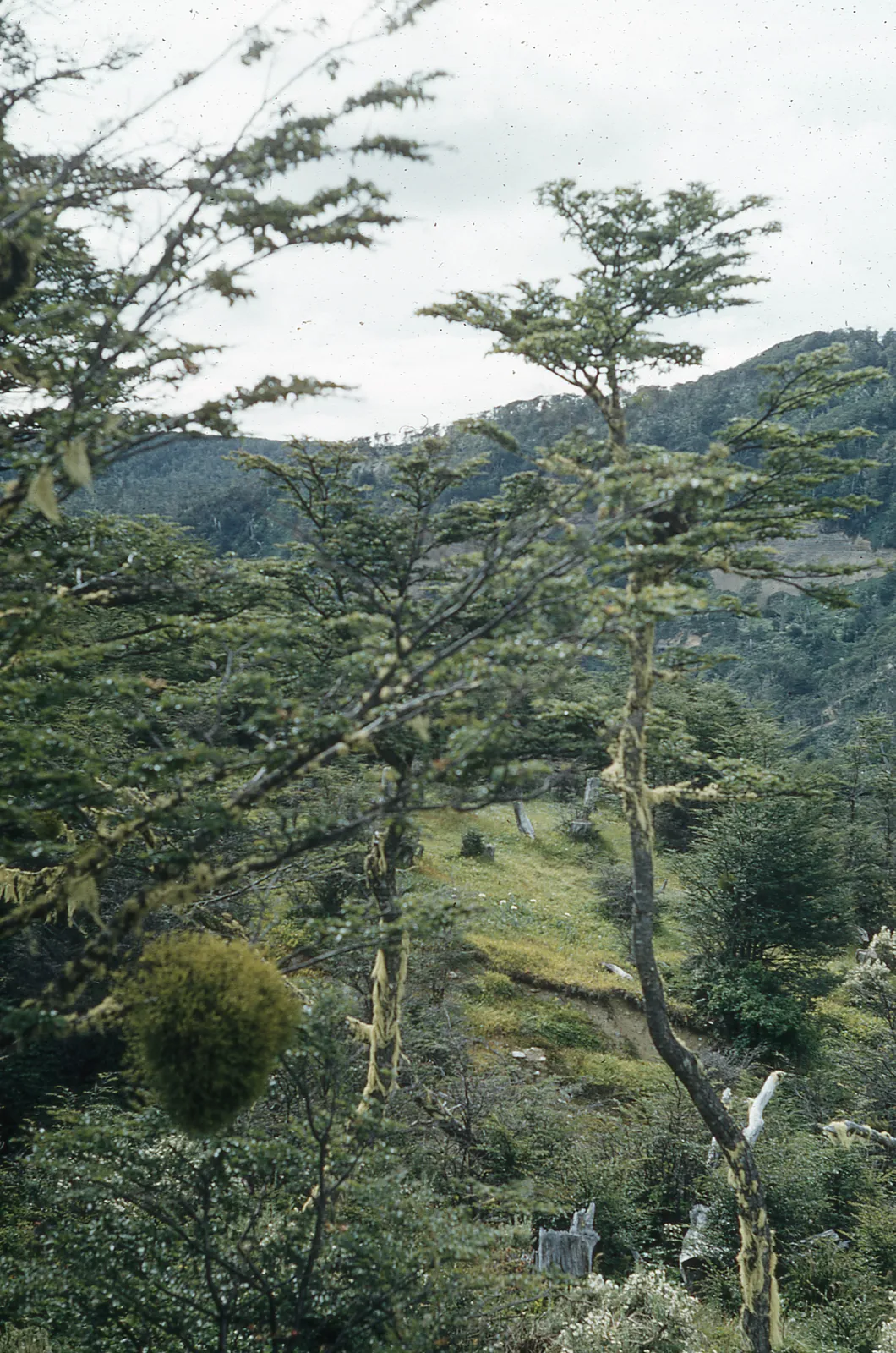 Árbol nativo Lenga en la selva Patagonia, 1962