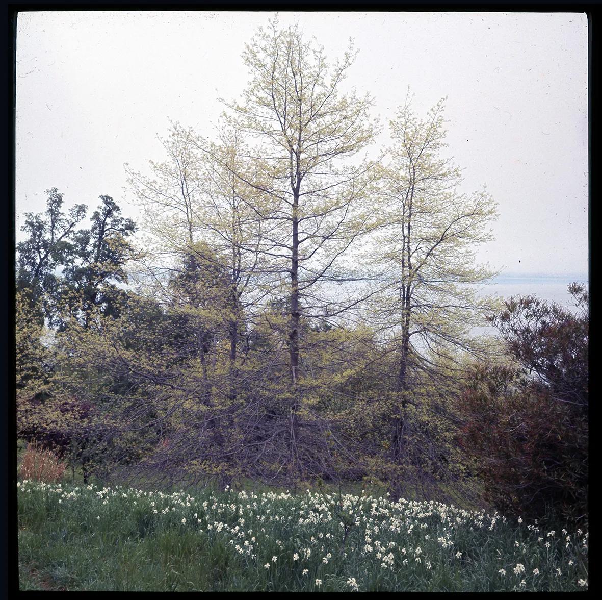 Robles y narcisos, Flor del Lago, Villarrica, Región de la Araucanía, Chile, 1950 - 1965