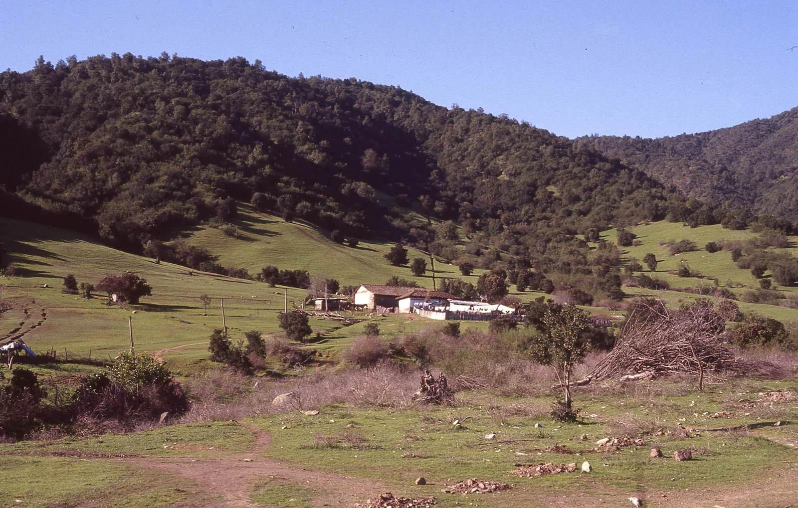 Camino de Las Cabras a Cocalán, 1983