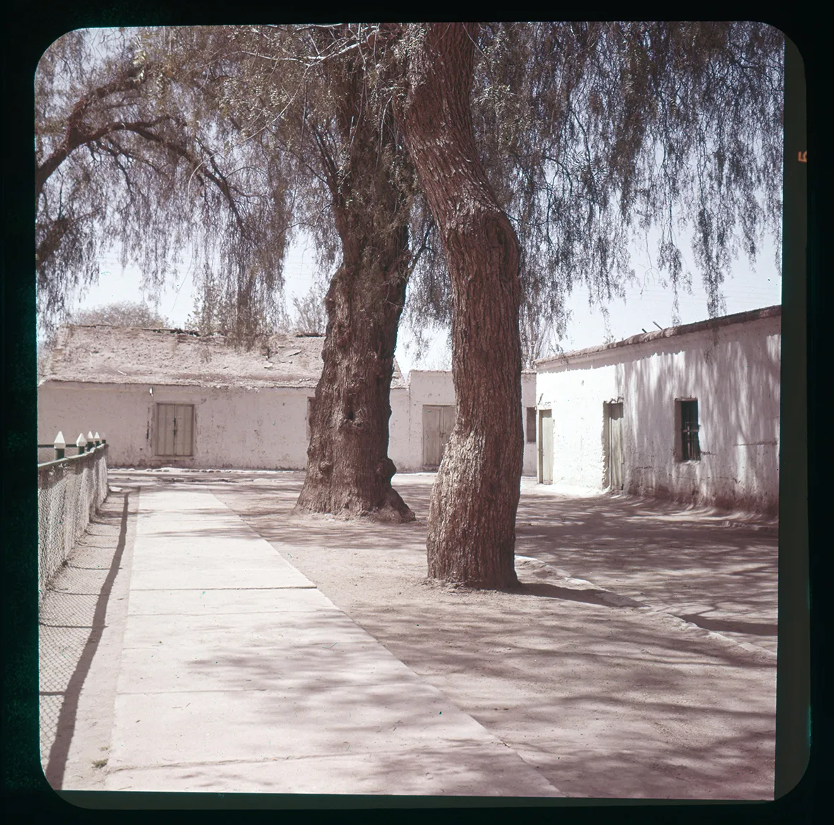 Árboles en calle G. La Paige, iglesia de San Pedro, Región de Atacama, Chile, 1950 - 1965