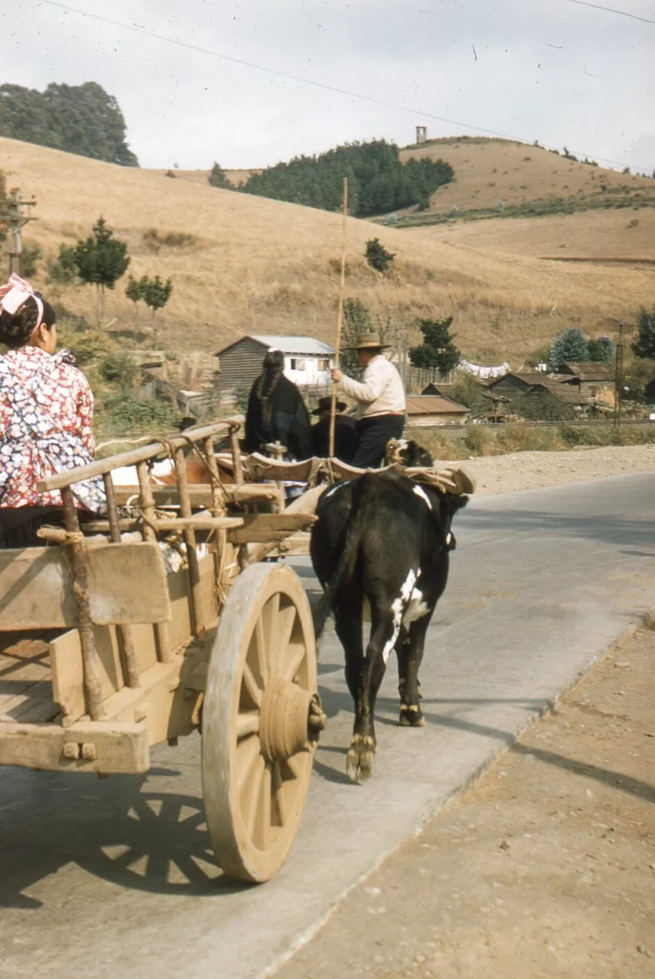 Viaje familiar en yunta de bueyes, 1958