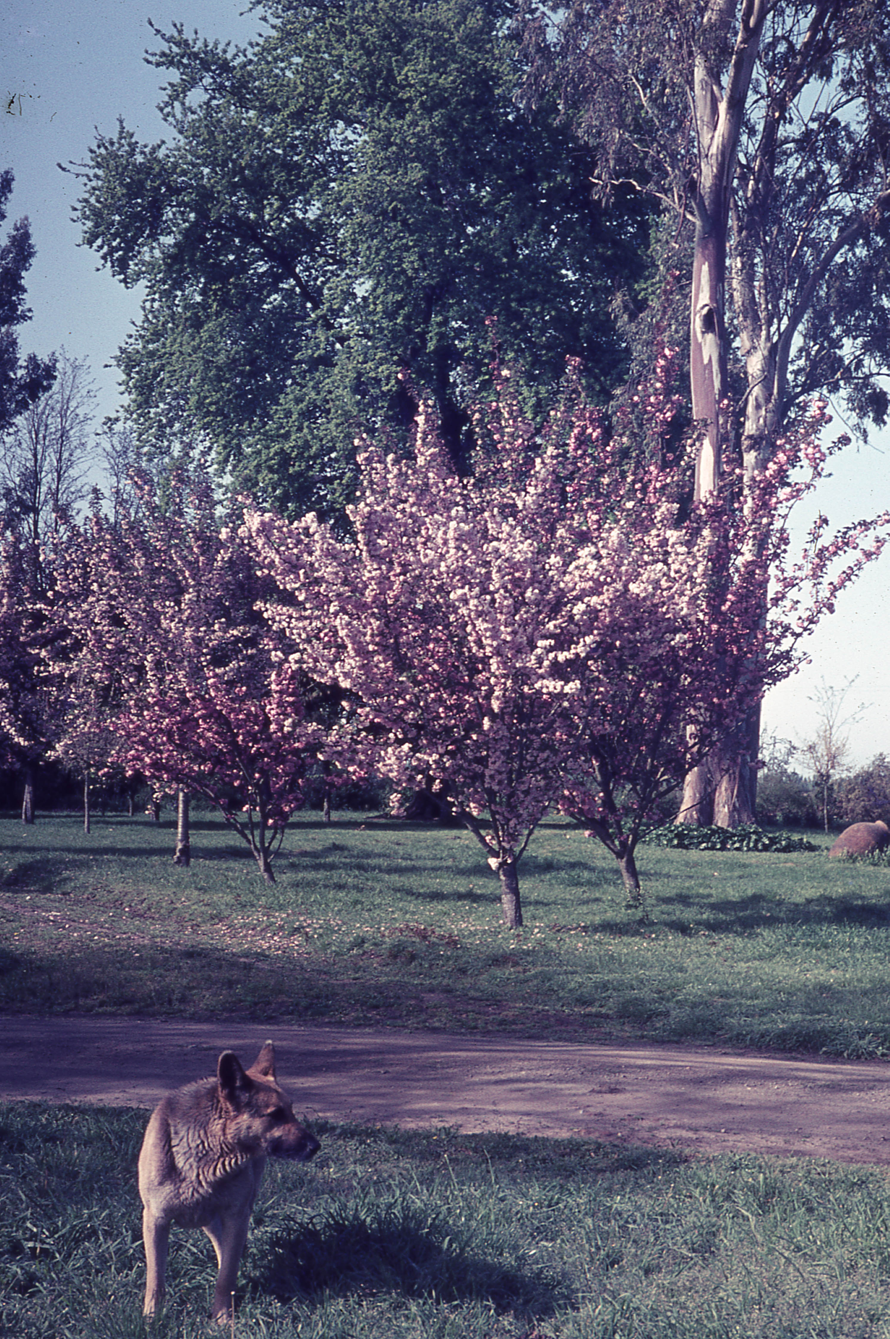 Cerezos en flor, 1965