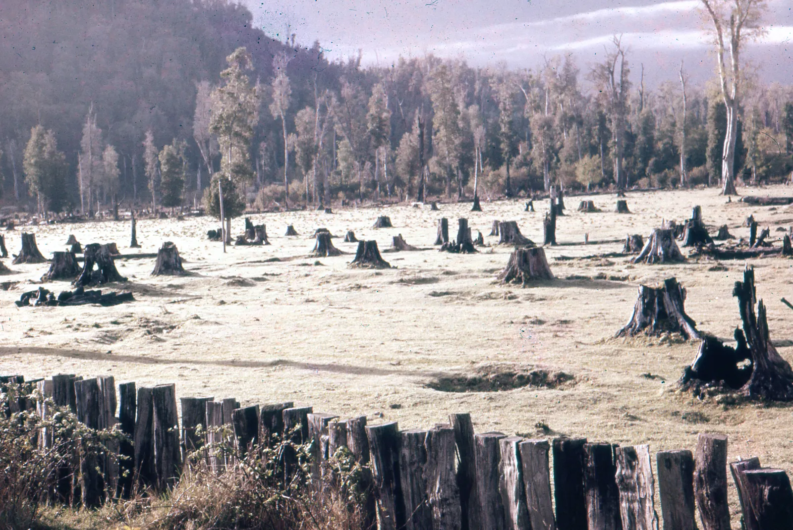 Bosque Talado del Sur de Chile, ca. 1960.