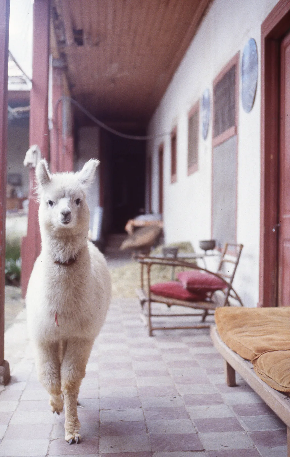 Alpaca en Hacienda Graneros en Graneros, 1983