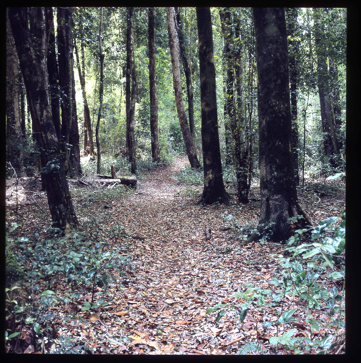 Bosque de coihues, Flor del Lago, Villarrica, Región de la Araucanía, Chile, 1950 - 1965