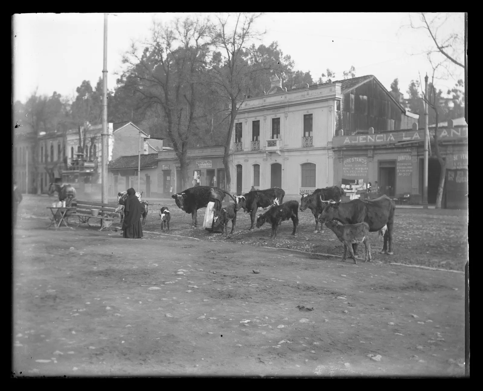 Mujeres y ganado en una calle sin identificar, ca. 1903