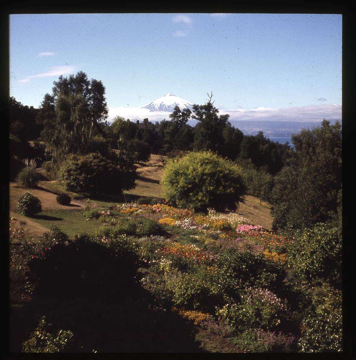 Jardín florido y Volcán Villarrica, Villarrica, Región de la Araucanía, Chile, 1950 - 1965