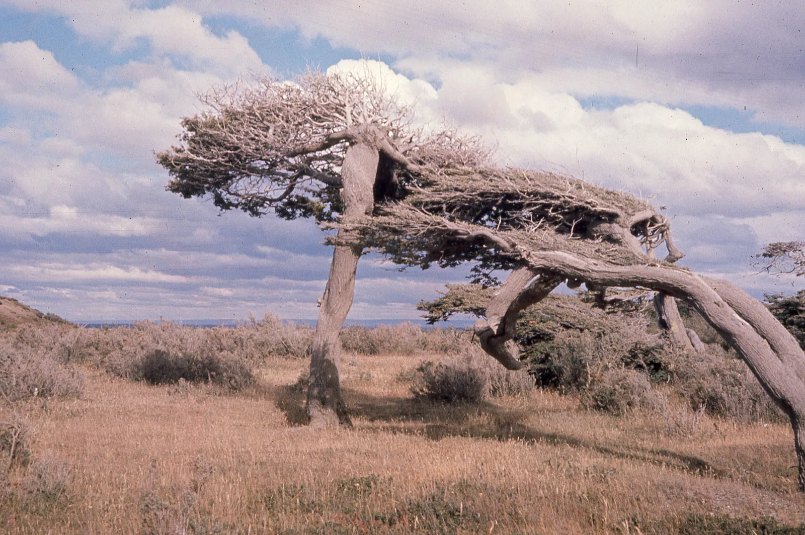 Árboles modelados por el viento, 1962