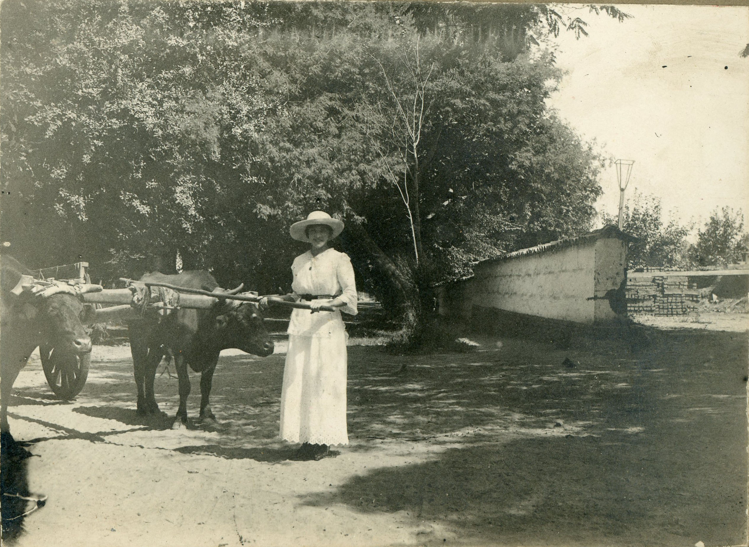 Mujer y Yunta de Bueyes, Febrero de 1913