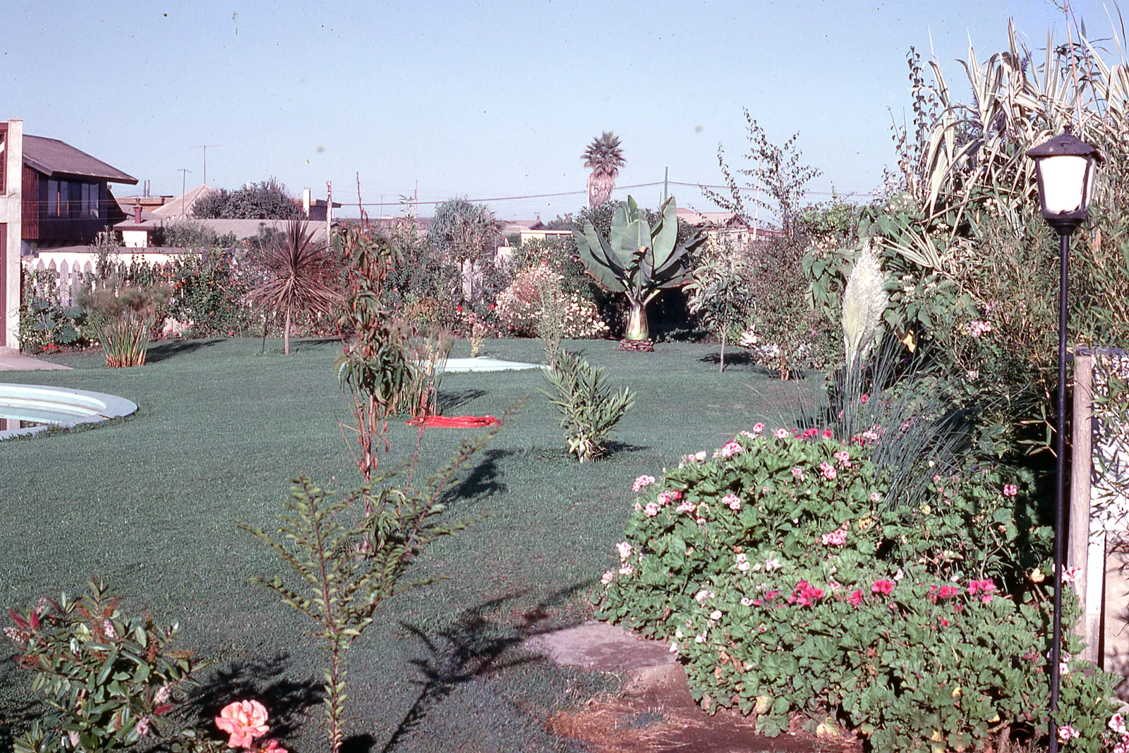 Jardín residencial con plantas tropicales y piscina, 1975