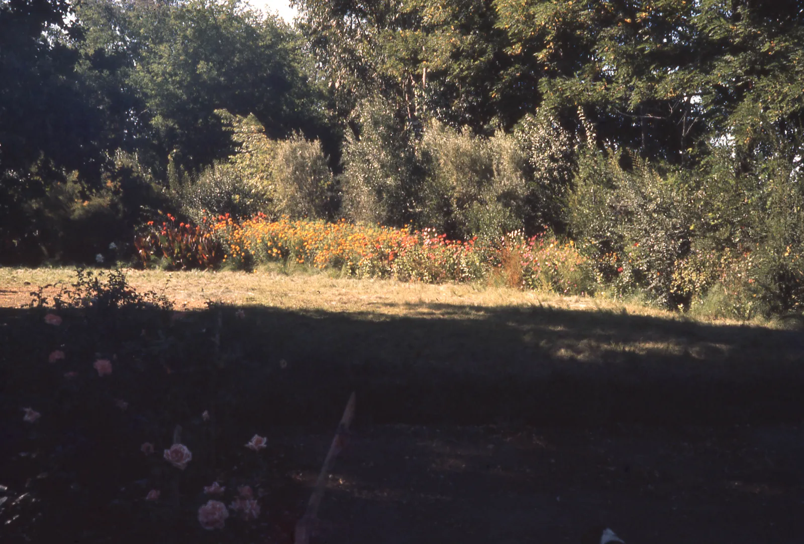 Campo con flores en 1965