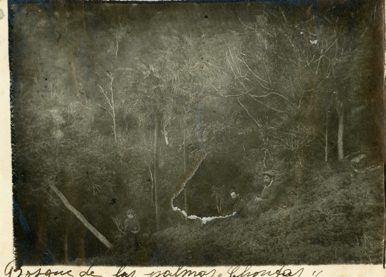 Dos hombres y un niño en un bosque de palmas, 1917