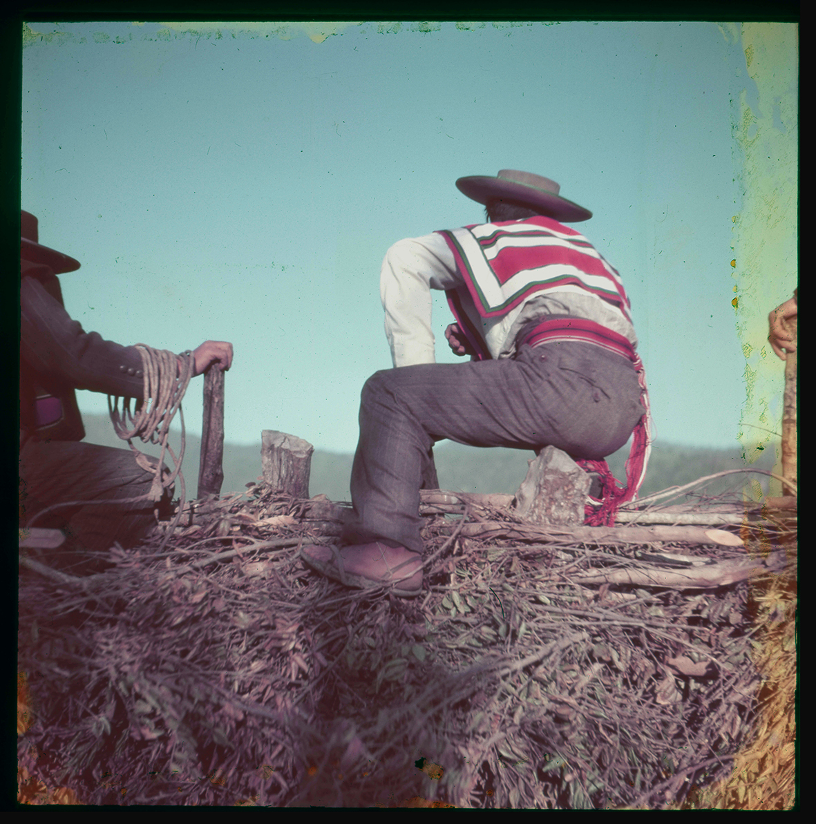 Campesinos sobre ramas, Chile, 1950 - 1965