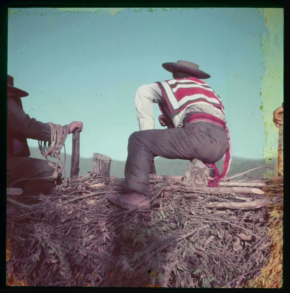 Campesinos sobre ramas, Chile, 1950 - 1965
