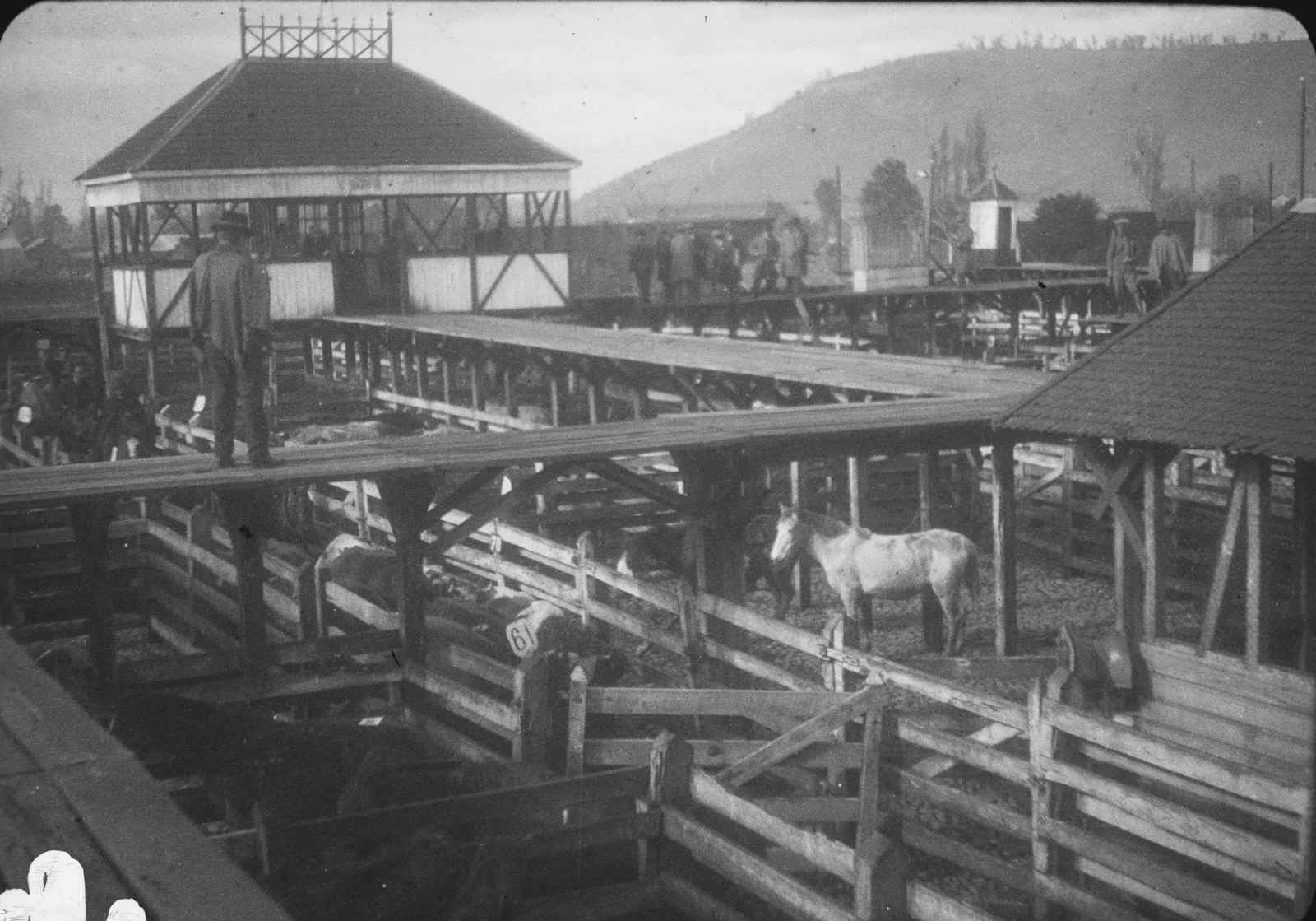 Mercado ganadero de Temuco, 1928